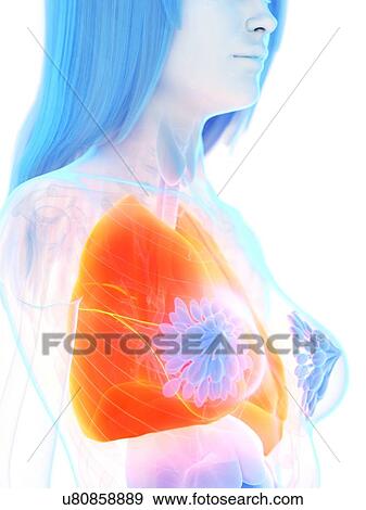 Stock Photo - Lungs, illustration. Fotosearch