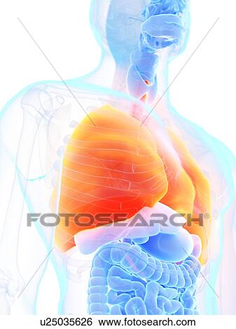 Lungs, illustration View Large Photo Image Stock Photograph - Lungs, illustration. Fotosearch