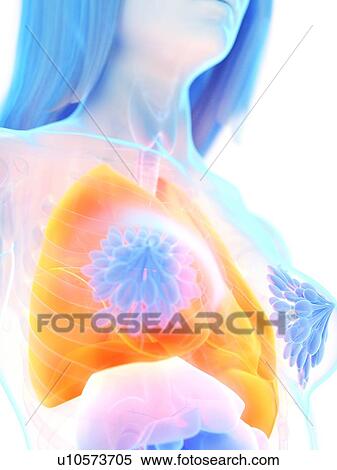 Lungs, illustration View Large Photo Image Stock Photography - Lungs, illustration. Fotosearch