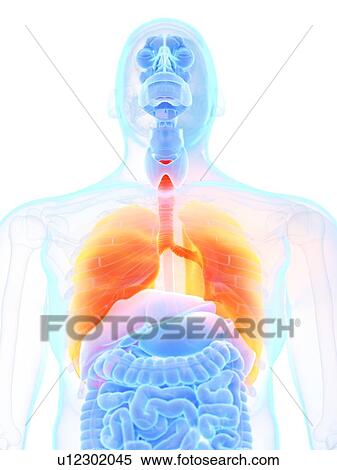 Stock Photography - Lungs, illustration. Fotosearch