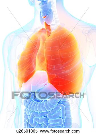 Stock Photography - Lungs, illustration. Fotosearch