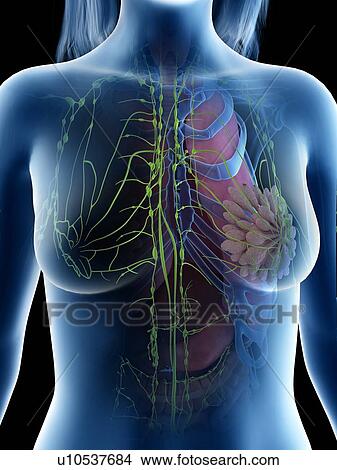 Lymph nodes, illustration View Large Photo Image Picture - Lymph nodes, illustration. Fotosearch