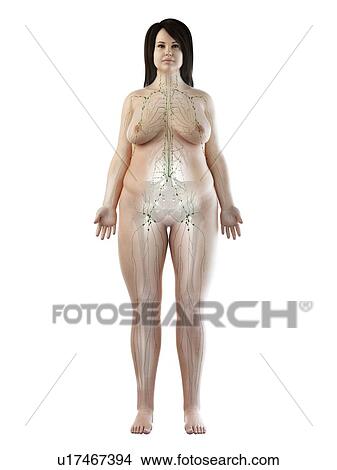 Picture - Lymphatic system, illustration. Fotosearch