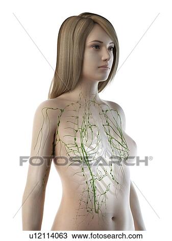 Stock Image - Lymphatic system, illustration. Fotosearch