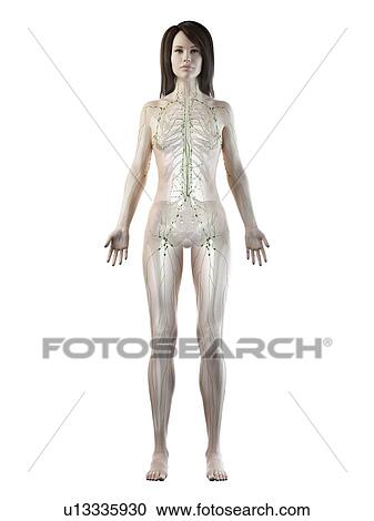 Lymphatic system, illustration View Large Photo Image Stock Image - Lymphatic system, illustration. Fotosearch