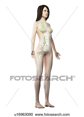 Stock Image - Lymphatic system, illustration. Fotosearch