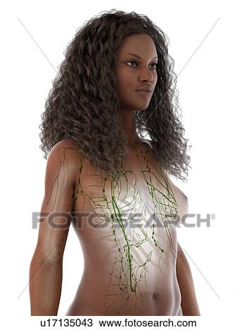 Stock Image - Lymphatic system, illustration. Fotosearch