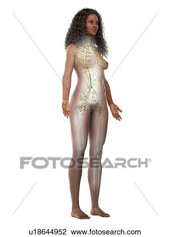 Stock Image - Lymphatic system, illustration. Fotosearch