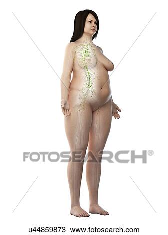 Stock Image - Lymphatic system, illustration. Fotosearch