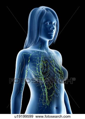 Stock Photo - Lymphatic system, illustration. Fotosearch