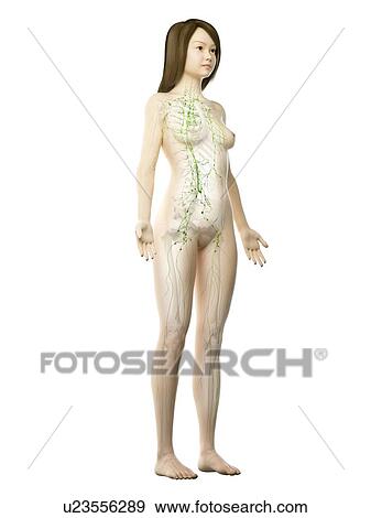 Lymphatic system, illustration View Large Photo Image Stock Photo - Lymphatic system, illustration. Fotosearch