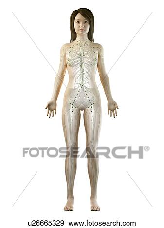 Stock Photo - Lymphatic system, illustration. Fotosearch