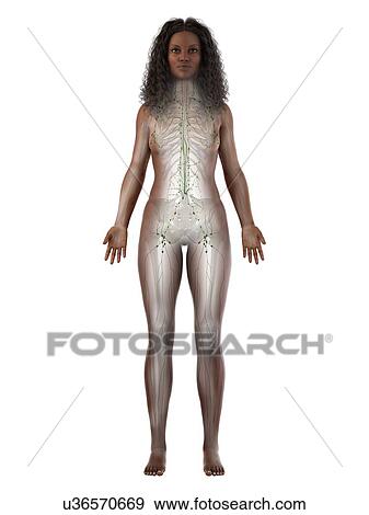 Stock Photo - Lymphatic system, illustration. Fotosearch