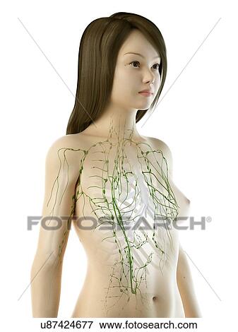 Stock Photo - Lymphatic system, illustration. Fotosearch