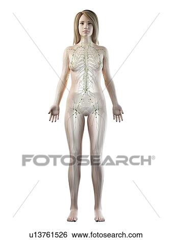 Stock Photograph - Lymphatic system, illustration. Fotosearch