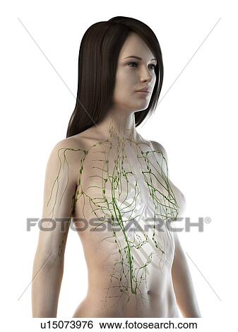 Stock Photograph - Lymphatic system, illustration. Fotosearch
