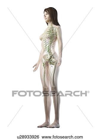 Stock Photograph - Lymphatic system, illustration. Fotosearch