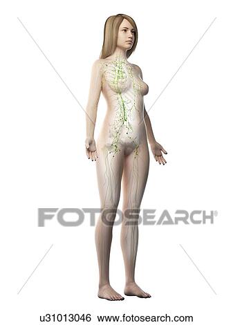 Stock Photograph - Lymphatic system, illustration. Fotosearch