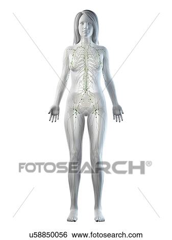 Stock Photograph - Lymphatic system, illustration. Fotosearch