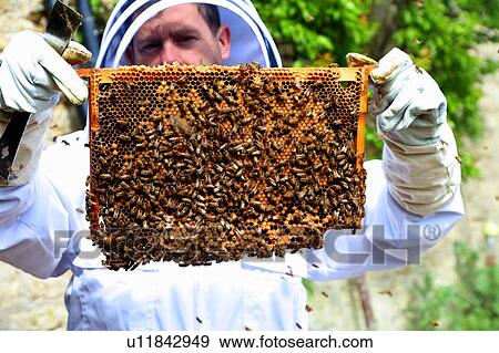 Stock Photo - Male beekeeper holding up honeycomb frame in walled garden, portrait. Fotosearch