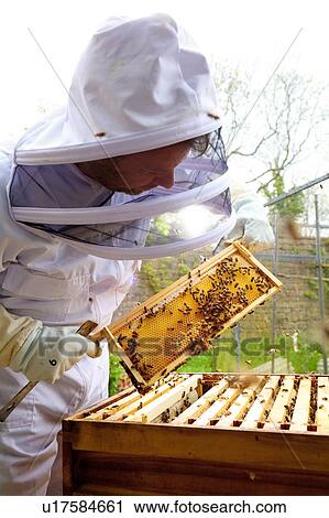 Male beekeeper inspecting honeycomb frame in walled garden View Large Photo Image Stock Image - Male beekeeper inspecting honeycomb frame in walled garden. Fotosearch