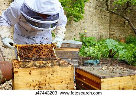 Male beekeeper inspecting honeycomb frame in walled garden View Large Photo Image Stock Image - Male beekeeper inspecting honeycomb frame in walled garden. Fotosearch