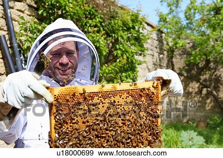Male beekeeper inspecting honeycomb frame in walled garden View Large Photo Image Stock Photo - Male beekeeper inspecting honeycomb frame in walled garden. Fotosearch