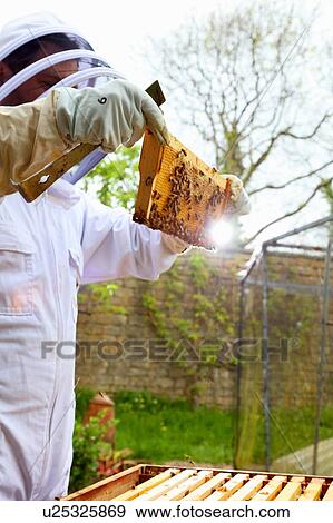 Male beekeeper inspecting honeycomb frame in walled garden View Large Photo Image Stock Photo - Male beekeeper inspecting honeycomb frame in walled garden. Fotosearch