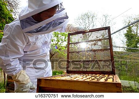Stock Image - Male beekeeper removing beehive lid in walled garden. Fotosearch