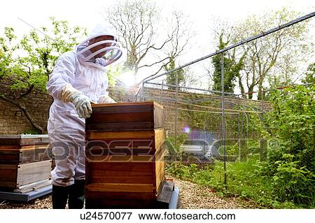 Male beekeeper removing beehive lid in walled garden View Large Photo Image Stock Photo - Male beekeeper removing beehive lid in walled garden. Fotosearch