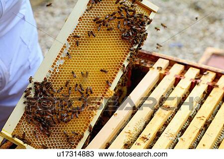Stock Image - Male beekeeper removing honeycomb frame from beehive in walled garden, close up. Fotosearch