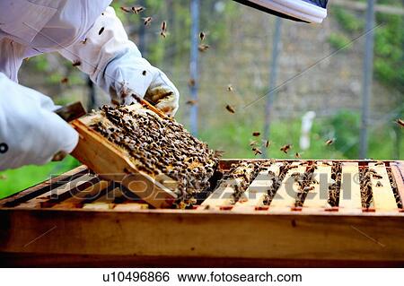 Male beekeeper removing honeycomb frame from beehive in walled garden, close up View Large Photo Image Stock Photograph - Male beekeeper removing honeycomb frame from beehive in walled garden, close up. Fotosearch