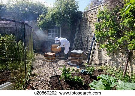 Male beekeeper tending beehive in walled garden View Large Photo Image Stock Image - Male beekeeper tending beehive in walled garden. Fotosearch