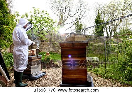 Male beekeeper tending beehives in walled garden View Large Photo Image Stock Image - Male beekeeper tending beehives in walled garden. Fotosearch