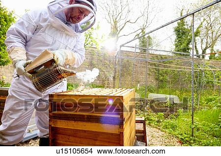 Male beekeeper using bee smoker on beehive in walled garden View Large Photo Image Picture - Male beekeeper using bee smoker on beehive in walled garden. Fotosearch