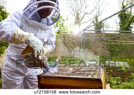 Stock Photo - Male beekeeper using bee smoker on beehive in walled garden. Fotosearch