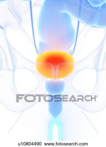 Male bladder, illustration View Large Photo Image Stock Image - Male bladder, illustration. Fotosearch