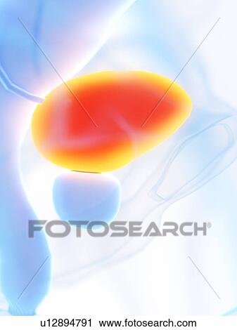 Male bladder, illustration View Large Photo Image Stock Image - Male bladder, illustration. Fotosearch