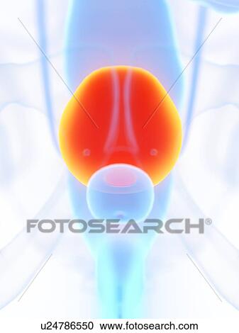 Male bladder, illustration View Large Photo Image Stock Image - Male bladder, illustration. Fotosearch
