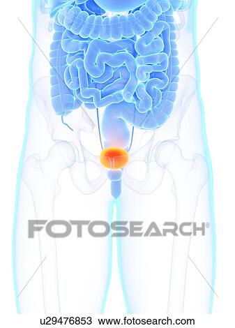 Male bladder, illustration View Large Photo Image Stock Image - Male bladder, illustration. Fotosearch