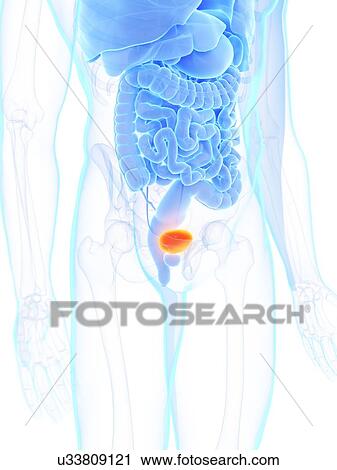 Stock Image - Male bladder, illustration. Fotosearch