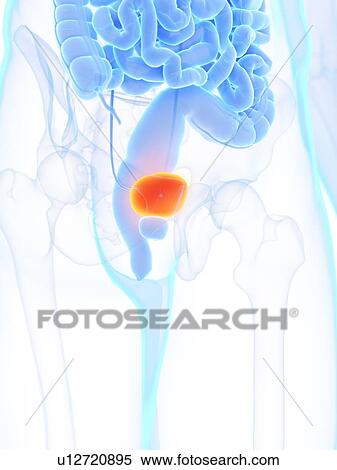 Male bladder, illustration View Large Photo Image Stock Photography - Male bladder, illustration. Fotosearch