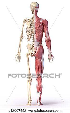 Male musculature and skeleton, illustration View Large Photo Image Stock Image - Male musculature and skeleton, illustration. Fotosearch