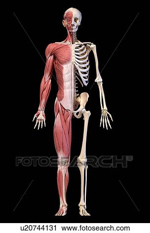 Stock Image - Male musculature and skeleton, illustration. Fotosearch