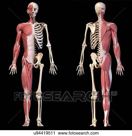 Stock Image - Male musculature and skeleton, illustration. Fotosearch