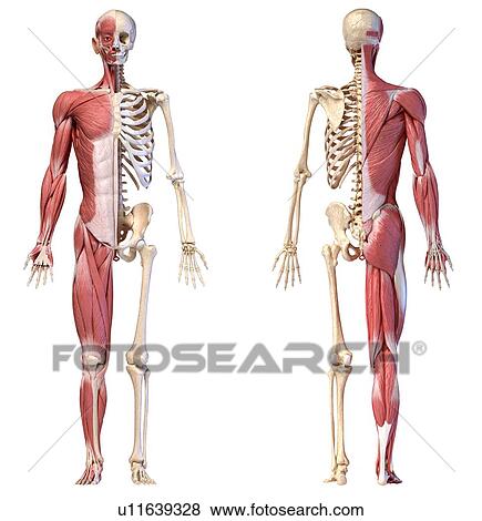 Male musculature and skeleton, illustration View Large Photo Image Stock Photo - Male musculature and skeleton, illustration. Fotosearch
