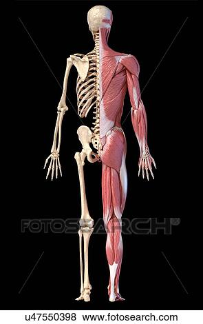 Stock Photo - Male musculature and skeleton, illustration. Fotosearch