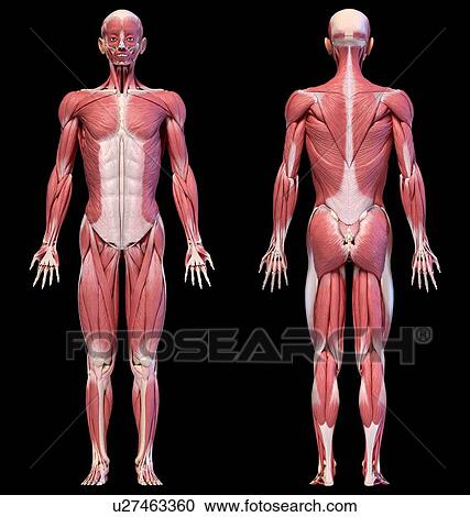 Male musculature, illustration View Large Photo Image Stock Image - Male musculature, illustration. Fotosearch