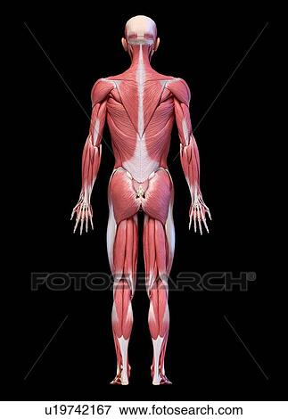 Stock Photo - Male musculature, illustration. Fotosearch
