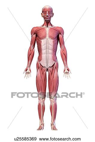 Male musculature, illustration View Large Photo Image Stock Photo - Male musculature, illustration. Fotosearch